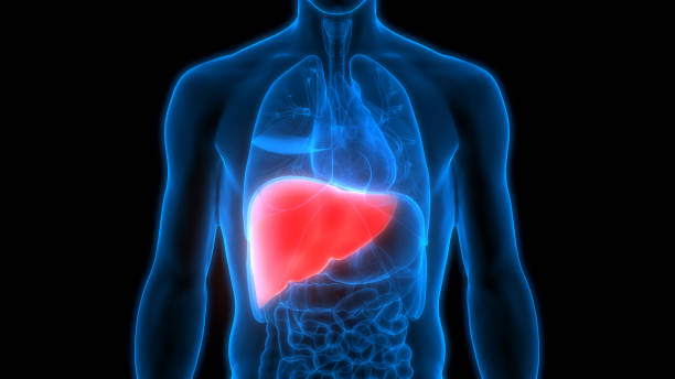 How Does Alcohol Affect the Liver?
