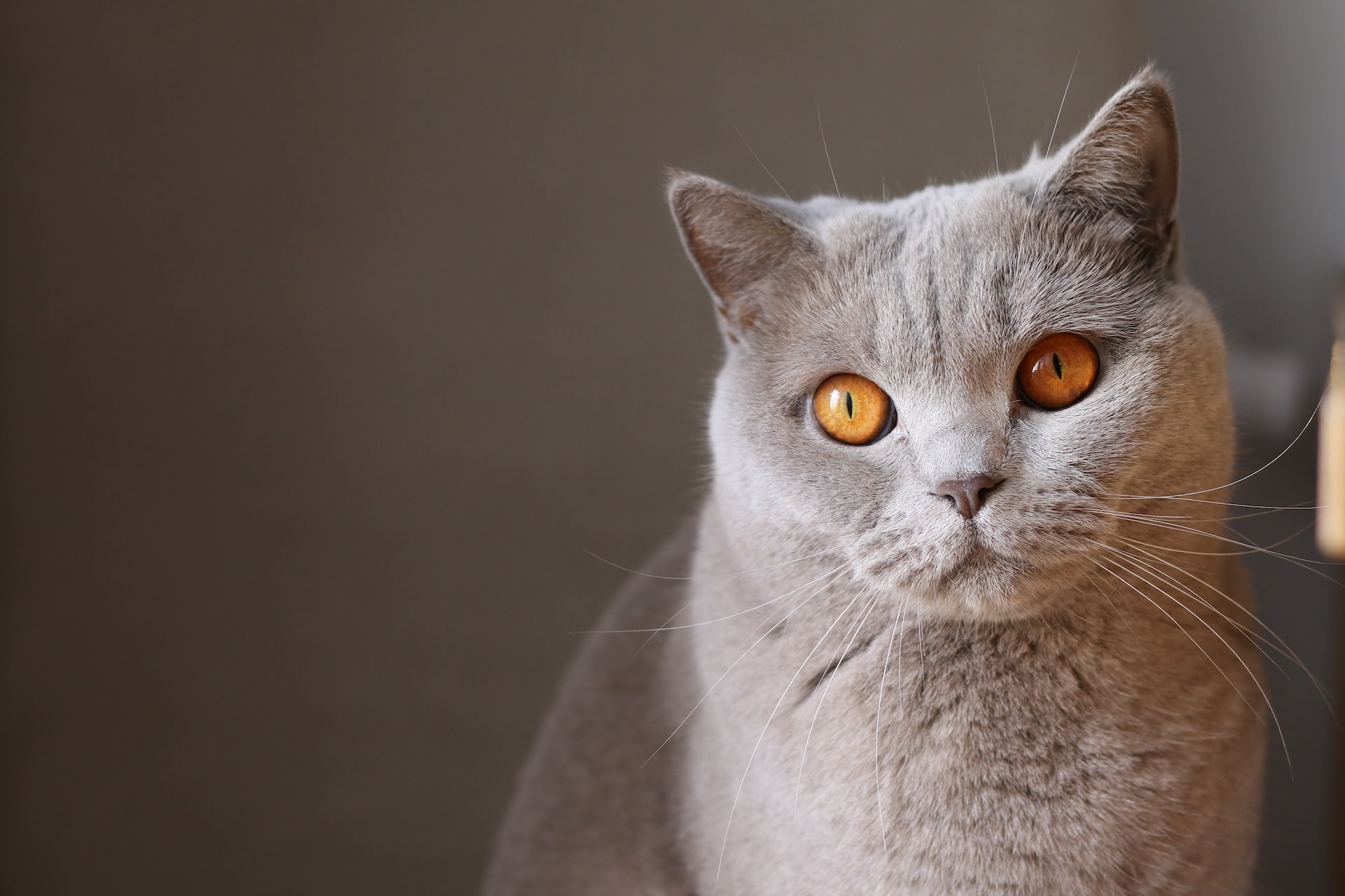 The Mystery of Dyspnea in Cats: How Respiratory Conditions Cause Hard Breathing